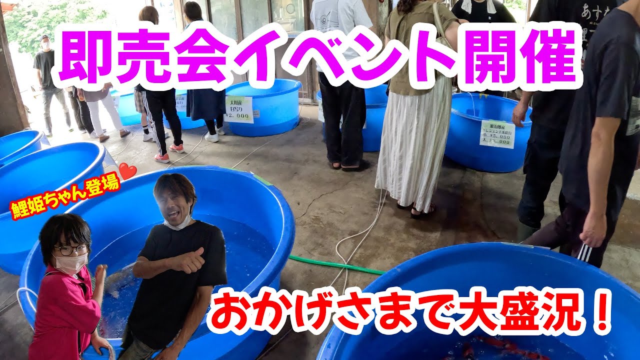 【錦鯉】即売会イベント開催！あの鯉が完売！？たくさんのご来店感謝です♪🙌#錦鯉 #錦鯉入荷 #錦鯉販売 #即売会 #koi #koifish