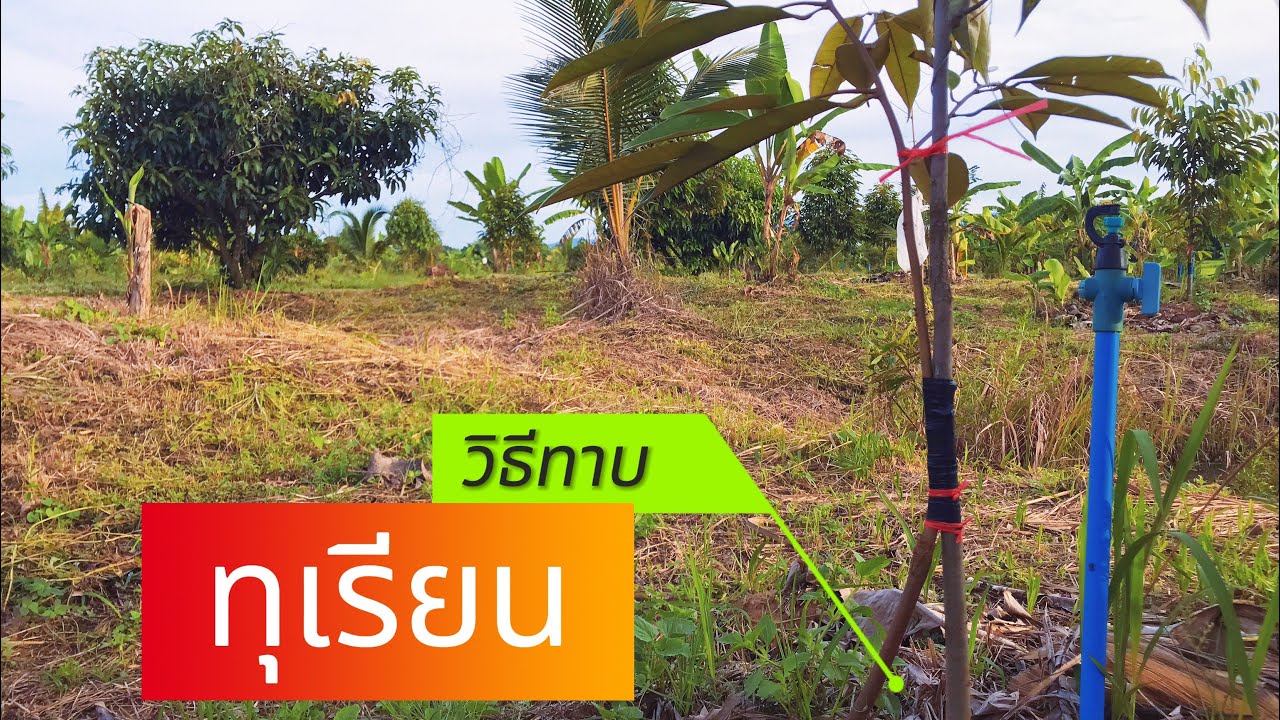 วิธี ทาบทุเรียน