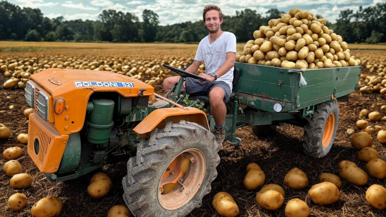 PATATE a non finire! - Raccolta patate 2025 | Grandi soddisfazioni! | Finetti (VR) |