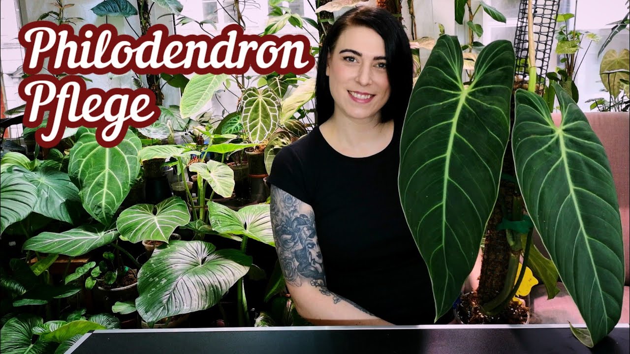 Philodendron Pflege / Gießen, Temperatur, Luftfeuchtigkeit. Meine besten Tipps