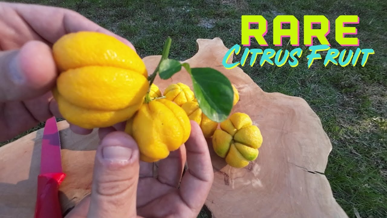 MOST Cold Hardy 🍋 LEMON In The World ❄️ Citremon • Lemon Trifoliate Hybrid 🍋 Fruit Review / Taste?
