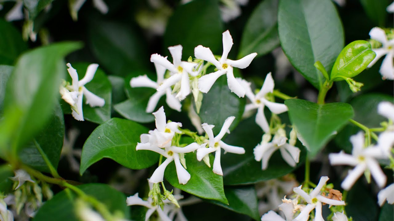Le jasmin étoilé