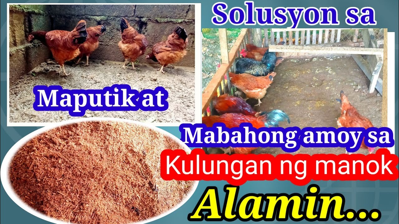 Solusyon sa Maputik at mabahong amoy sa ating mga kulungan ng manok