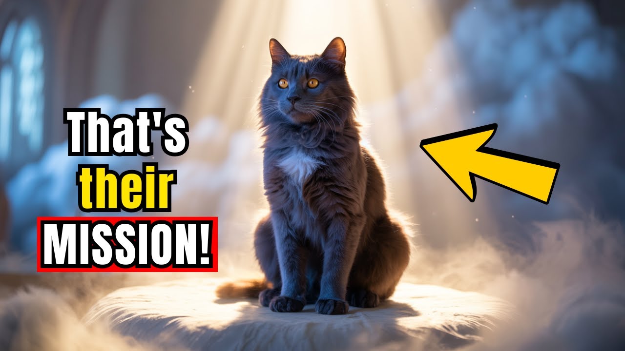 The Spiritual Mission of Cats &ndash; What Heaven Wants You to Know