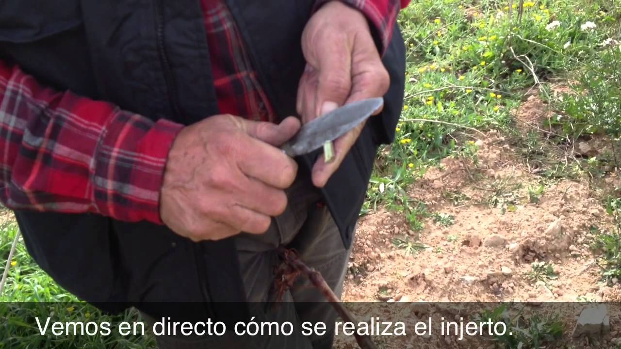 Proceso de clonación de cepas por el sistema de pie americano