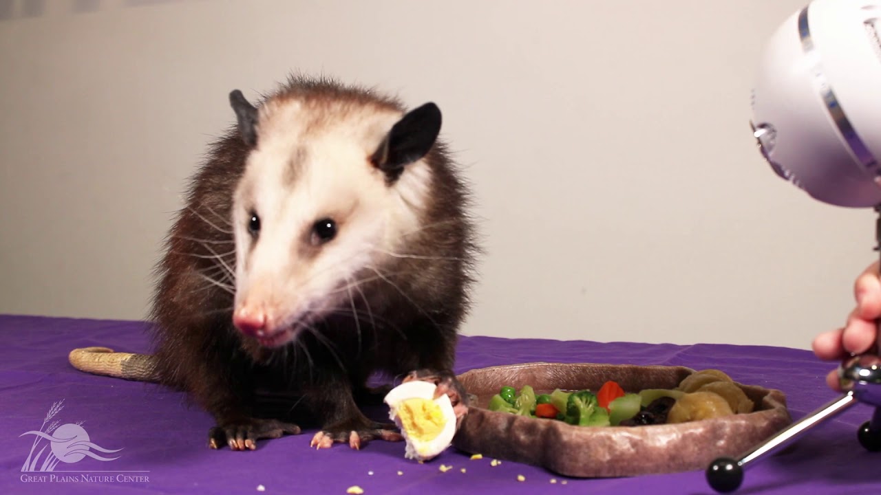 Opossum ASMR [Wildlife ASMR]