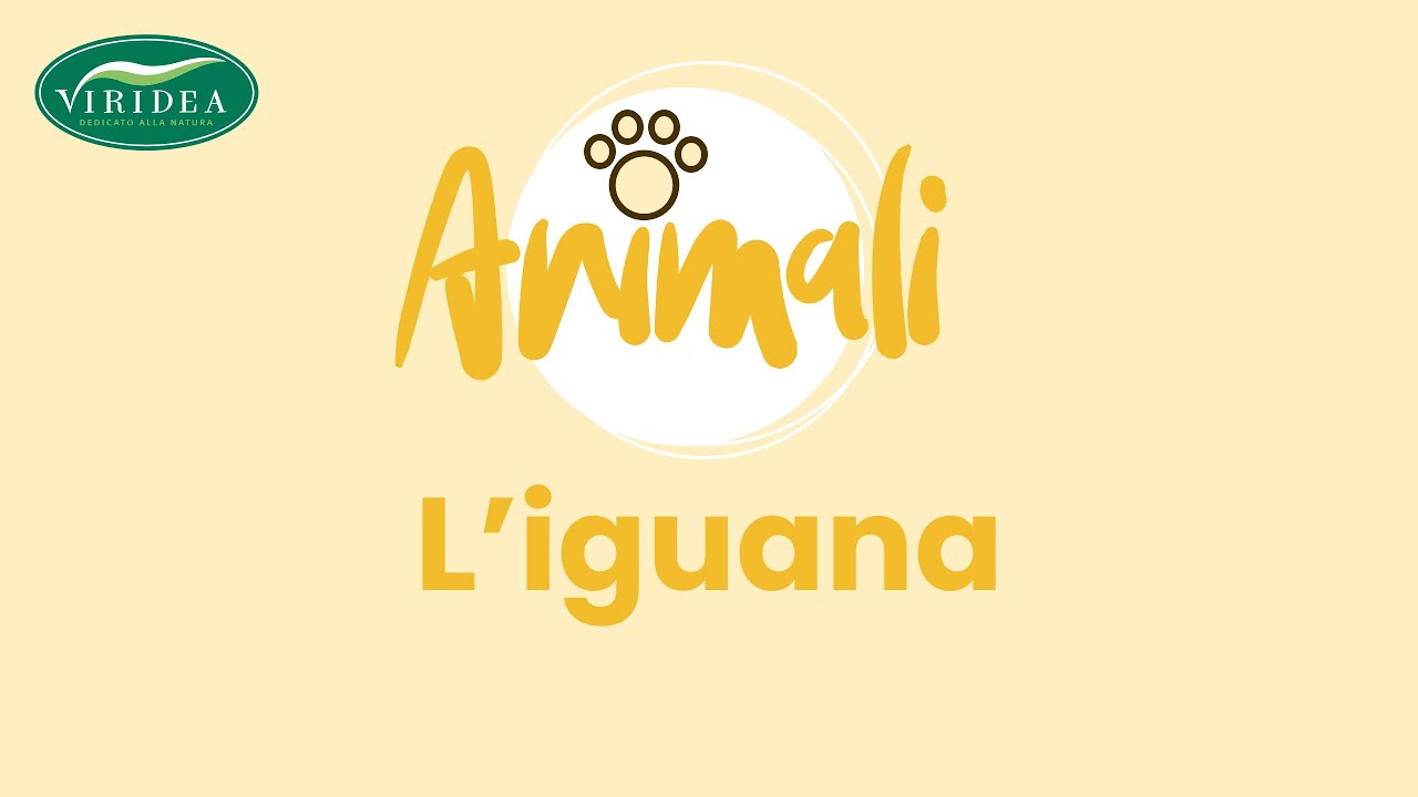 L'IGUANA RACCONTATA DAL VETERINARIO