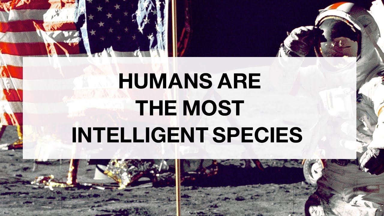 We Are More Intelligent Than Animals