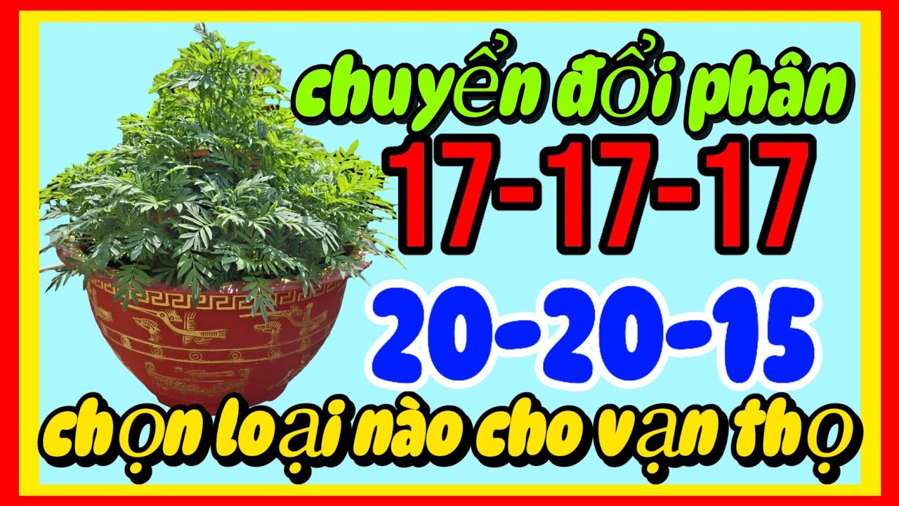 Đổi phân cho vạn thọ tết 2026 17-17-17 hay 20-20-15