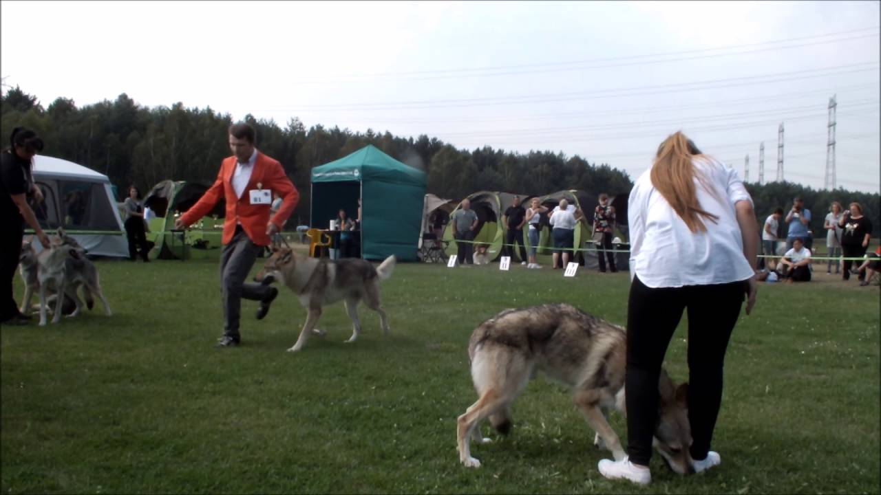Czechoslovakian wolfdog Polish Breed Club winner 2016
