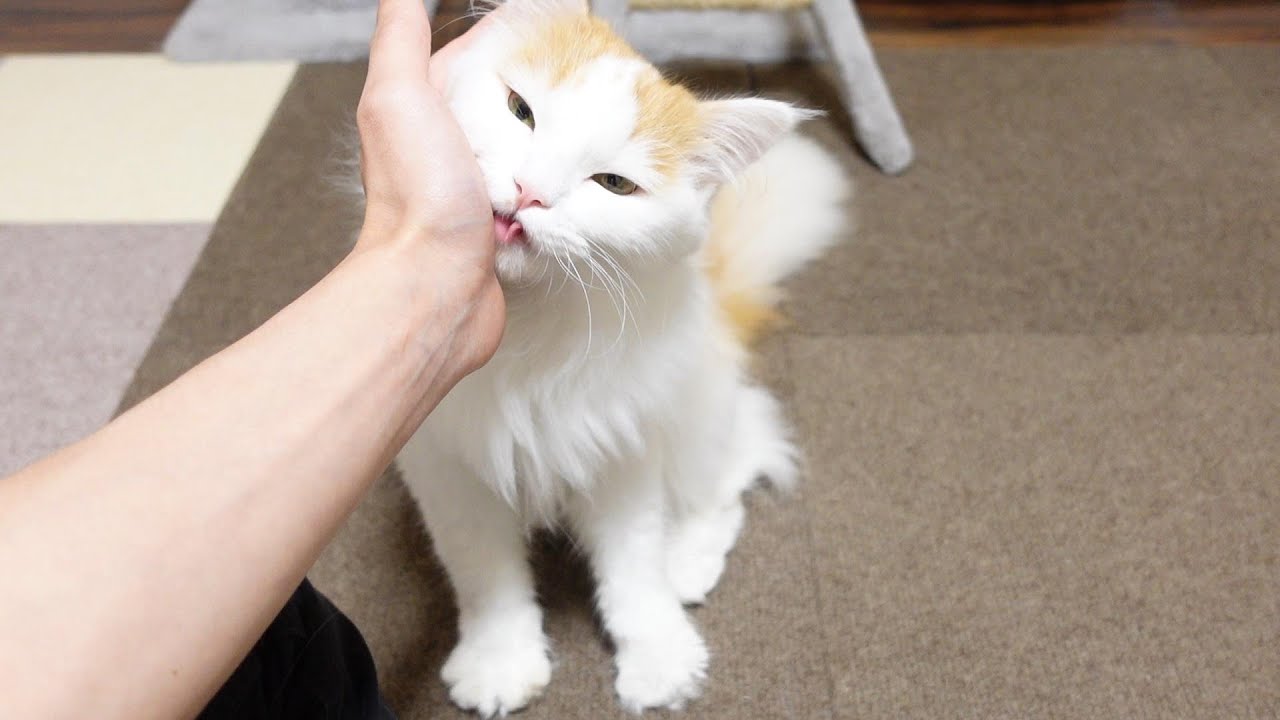 飼い主を前にすると、ふみふみとペロペロが止まらなくなっちゃう猫さん