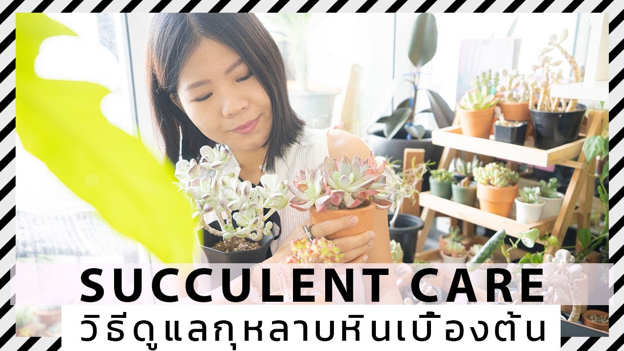วิธีดูแลกุหลาบหินเบื้องต้น สำหรับคนสั่งพรีออเดอร์ กุหลาบหินนำเข้า มือใหม่