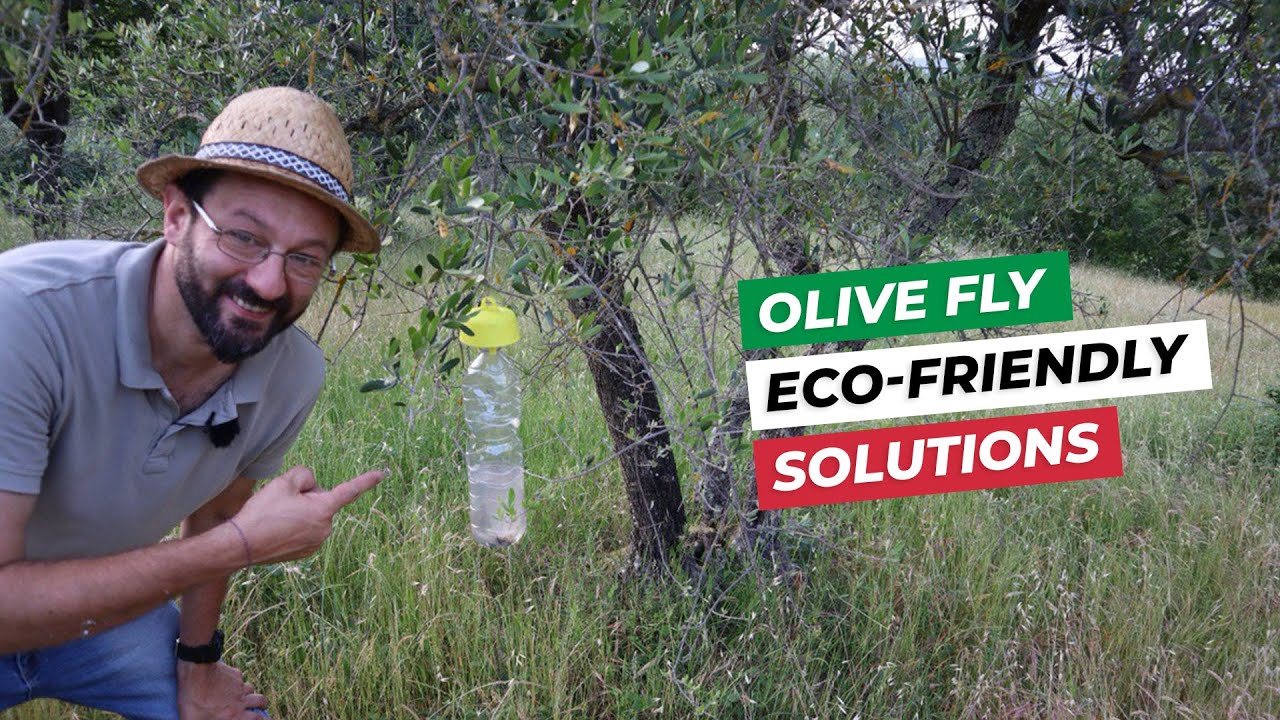 OLIVE FLY: damage, prevention, organic remedies