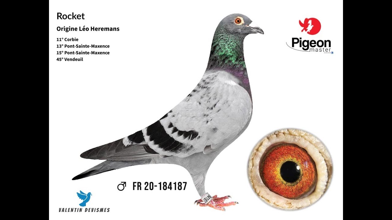 Pigeon-master : Rocket (David Brunet)