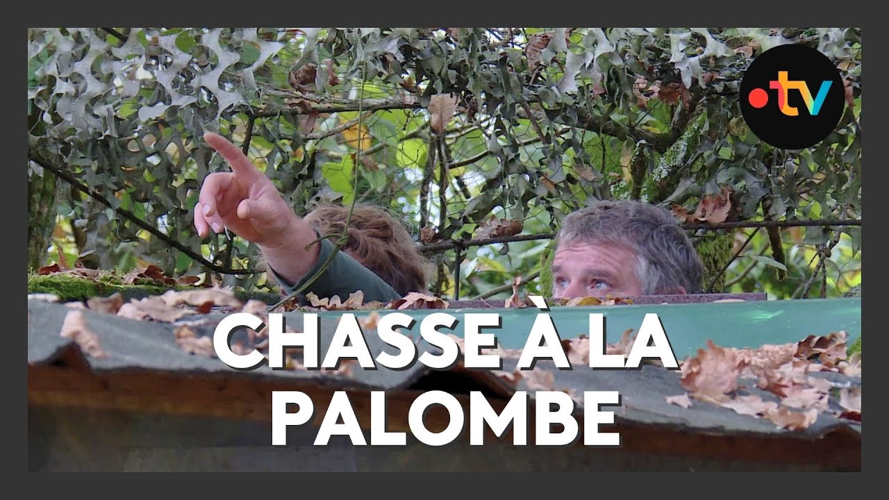 Chasse à la palombe