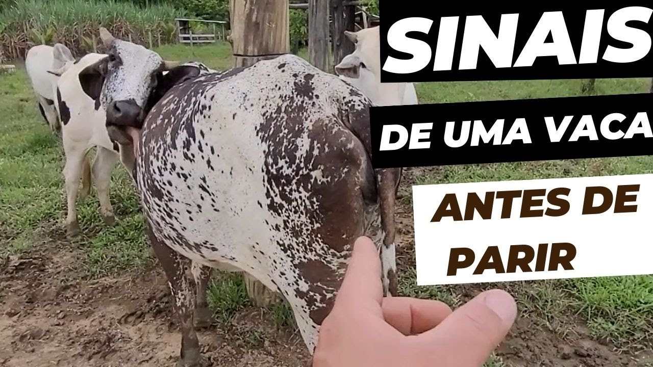 IDENTIFICANDO OS SINAIS DE UMA VACA ANTES DE PARIR