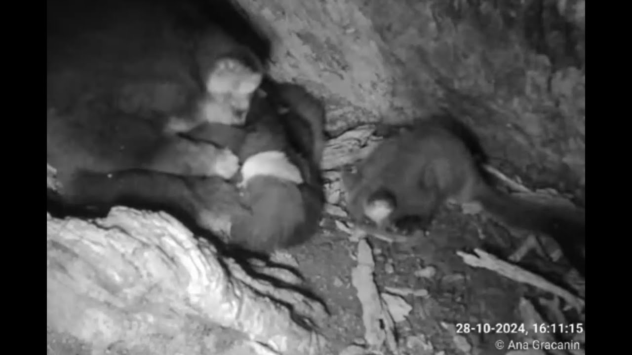 28-10-2024 | Greater Glider Cuddle Pile