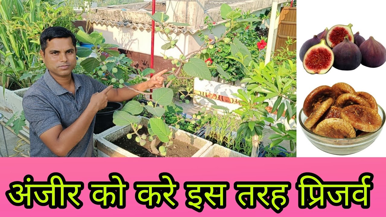 How to preserve fig plucking from tree / anjeer ko Ghar per kaise surakshit rakhe