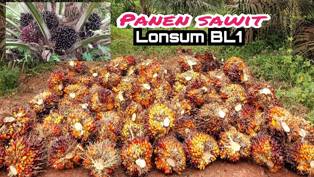 panen sawit buah banyak|| lonsum bl1 umur 3,7 tahun