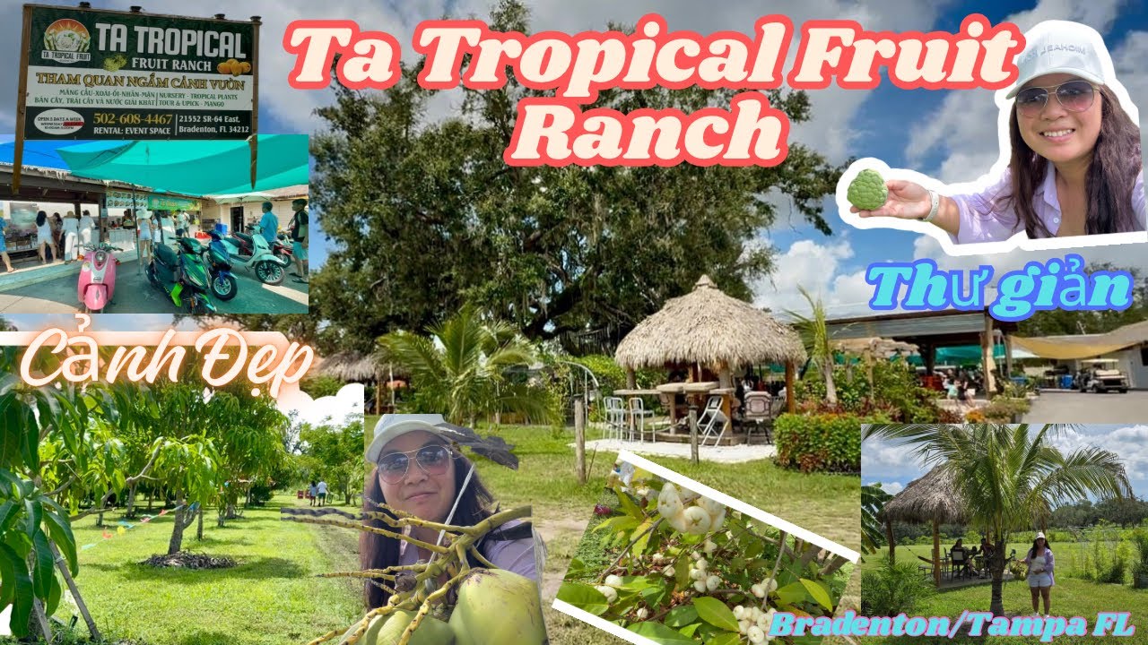 🔥Vườn Trái Cây Tươi “Tạ Tropical Fruit” ở Mỹ👍Cảnh đẹp Rộng Lớn như VN #Tampa Florida #vườntráicây 