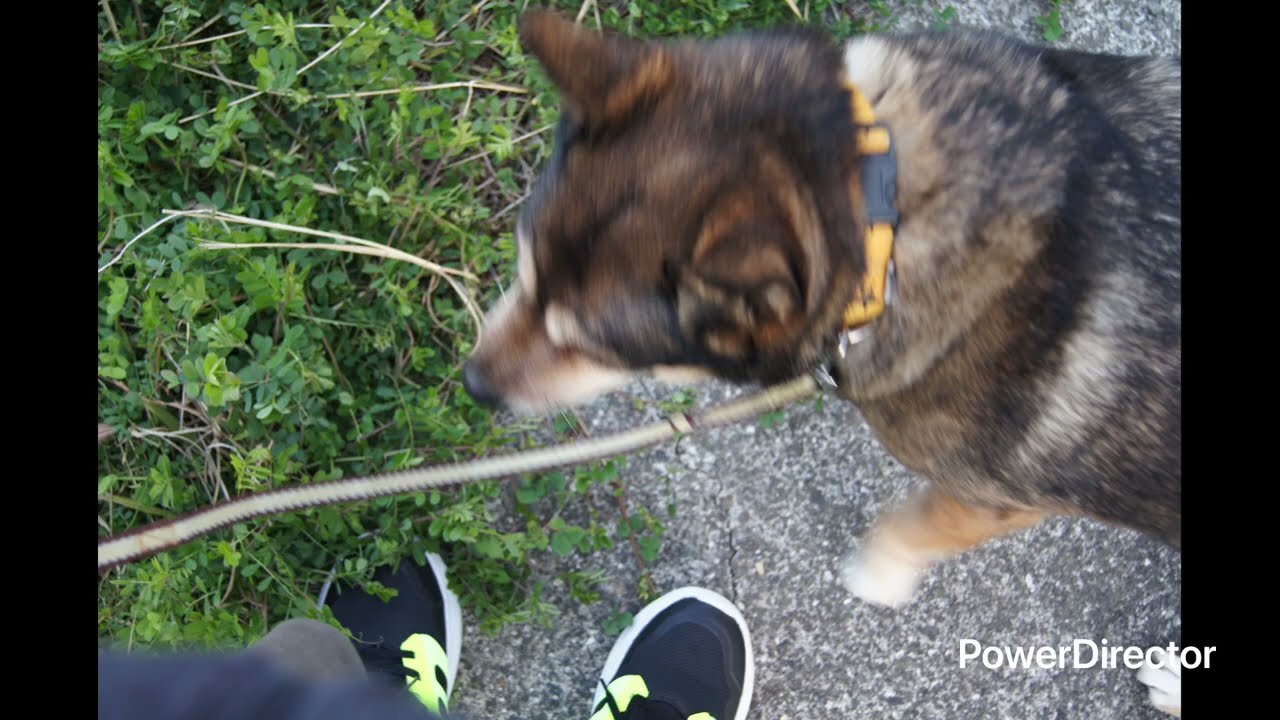 2026.3.14.ミックス中型犬ラッキー,統合失調症。FTM,