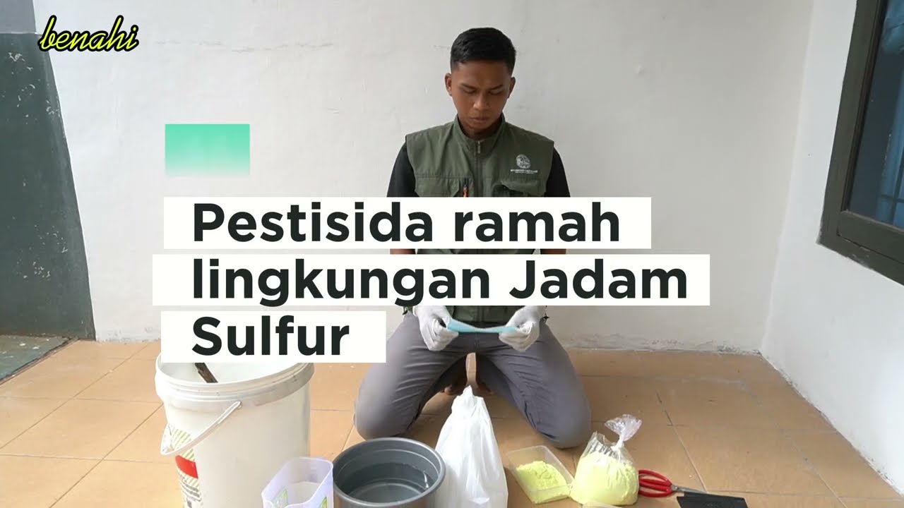 Cara Buat Jadam Sulfur #jadam #jadamsulfur #pestisidaalami 