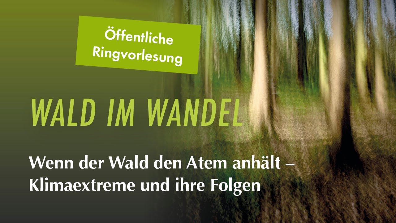 Wenn der Wald den Atem anhält: Klimaextreme und ihre Folgen | Ringvorlesung Uni Göttingen