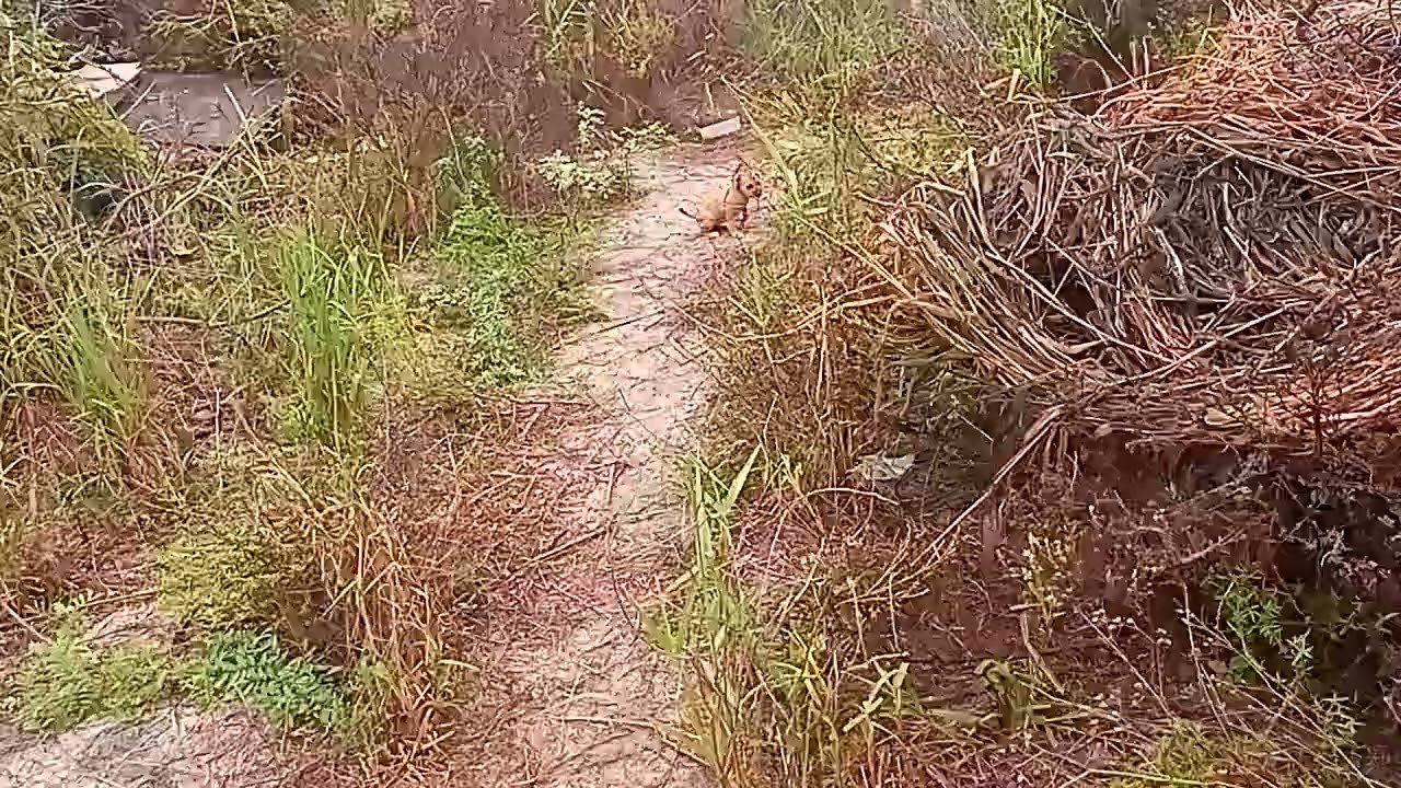MUITA CHUVA ☂️ AQUI NO INTERIOR DA PARAIBA VOU MOSTRAR OS TANQUES CHEIO E VAI CHOVER MAIS