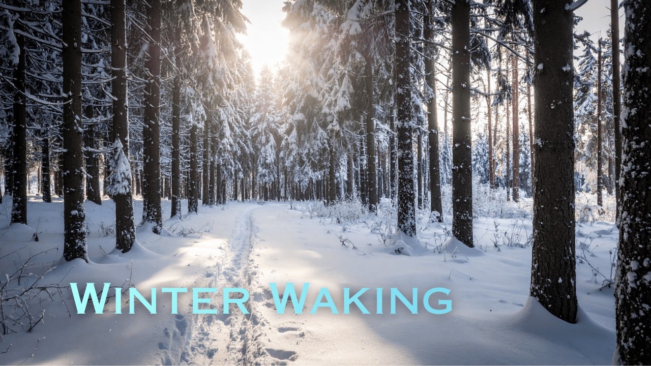Winter Waking - Jayson Quah