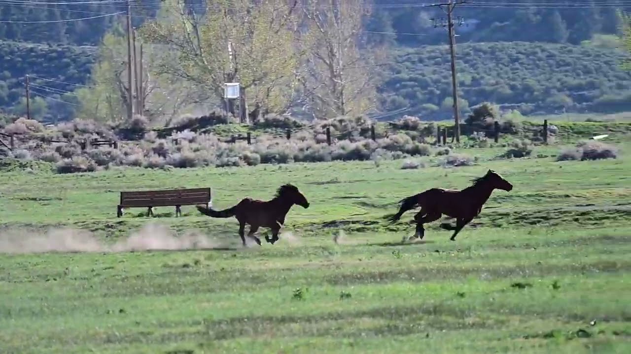 Active Washoe Wild Horses. Some of the fastest running I've seen at Washoe Lake