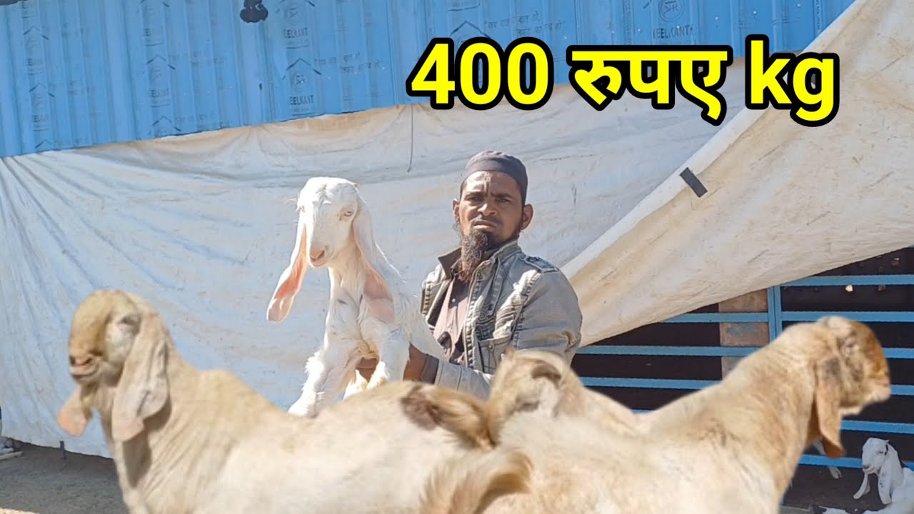 400 रुपए कुर्बानी बकरे 2025 | बकरा पालन | सोजत बकरा |