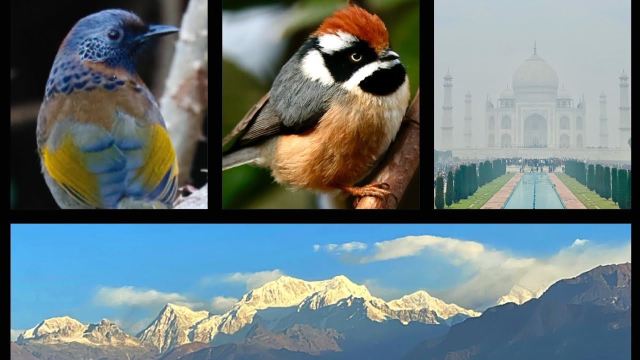 Epicbirds INDIA: Update 3, Rajasthan to Sikkim