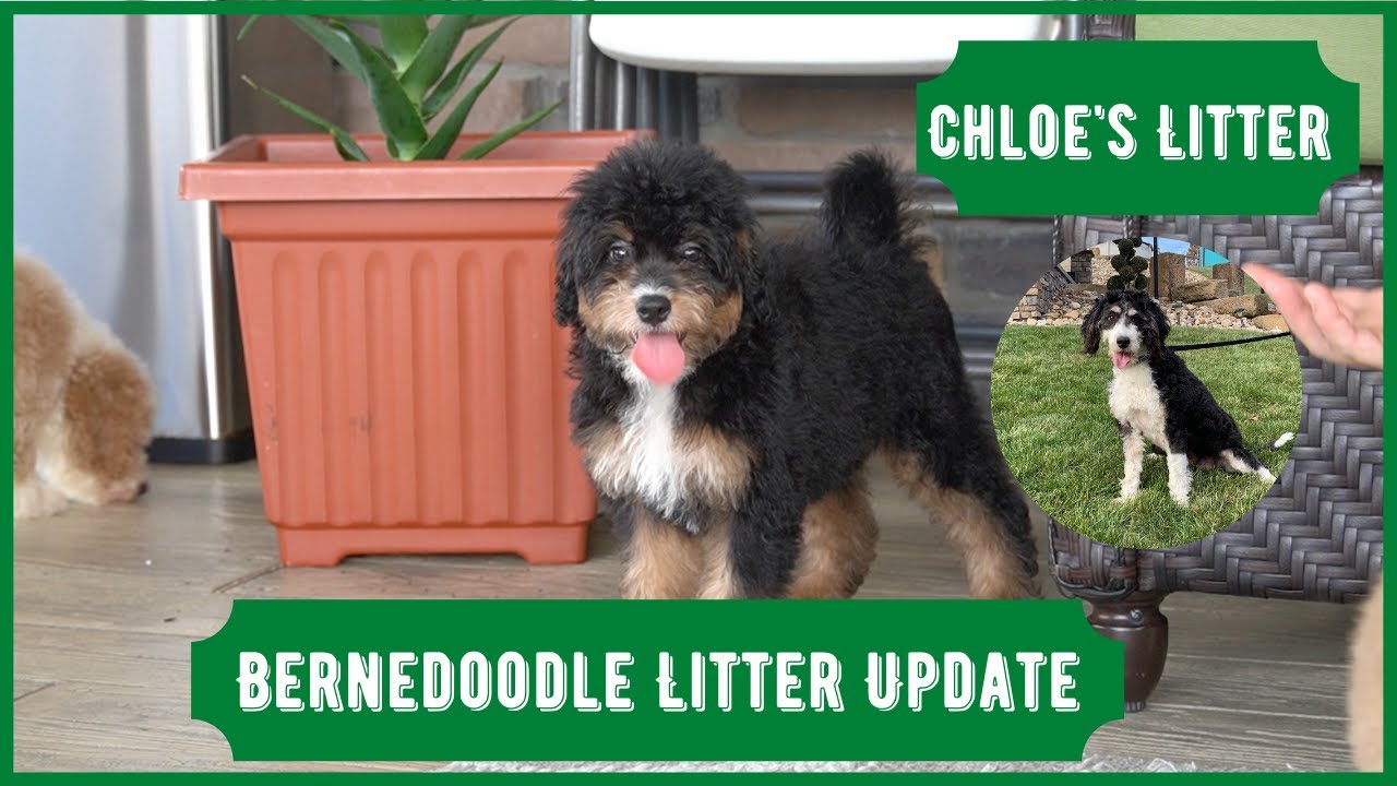 Chloe's Litter Update - F1b Mini Bernedoodles - Episode 2