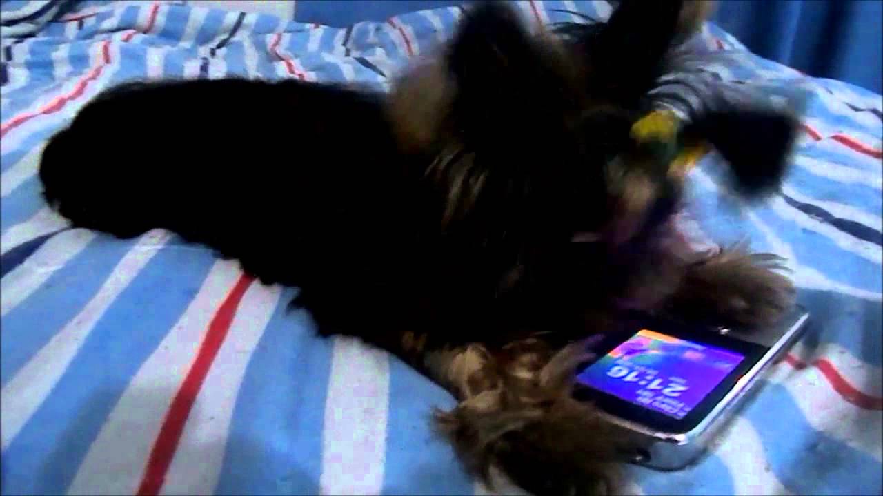 Jade e seus brinquedos preferidos