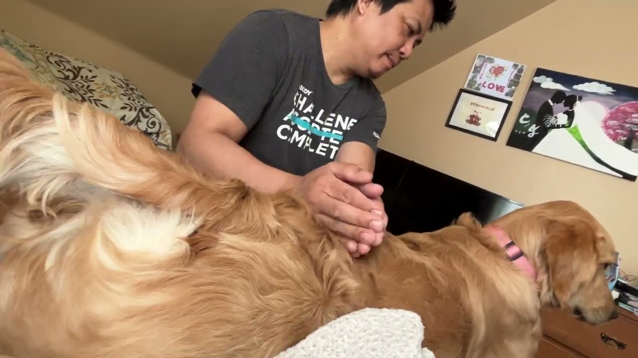 Dada wag na reklamo ha🐶#goldenretreiver #dog #puppy #goldenretriever #pets #dogs 