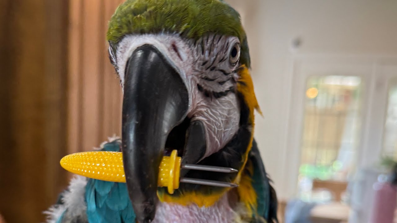 One year with my rescue macaw, Louie