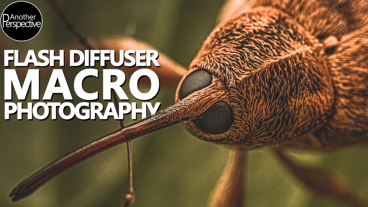 The Best Flash Diffuser for Macro Photography got a CRUCIAL Upgrade