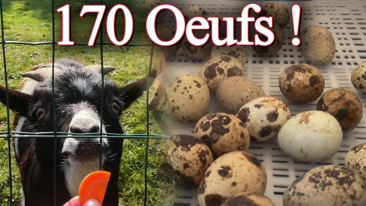 Je fais incuber des œufs de caille !  (+ œufs du supermarché)