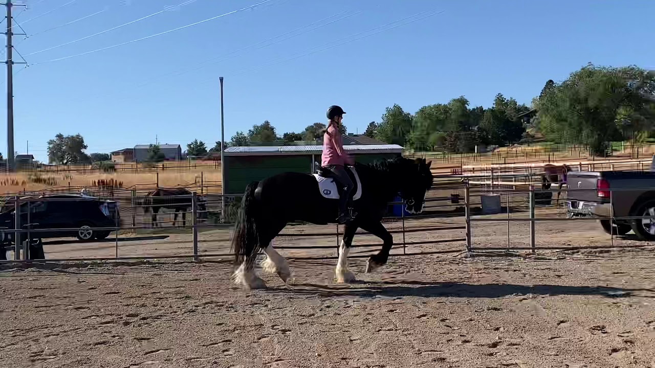 Apollo shire horse trot canter transitions