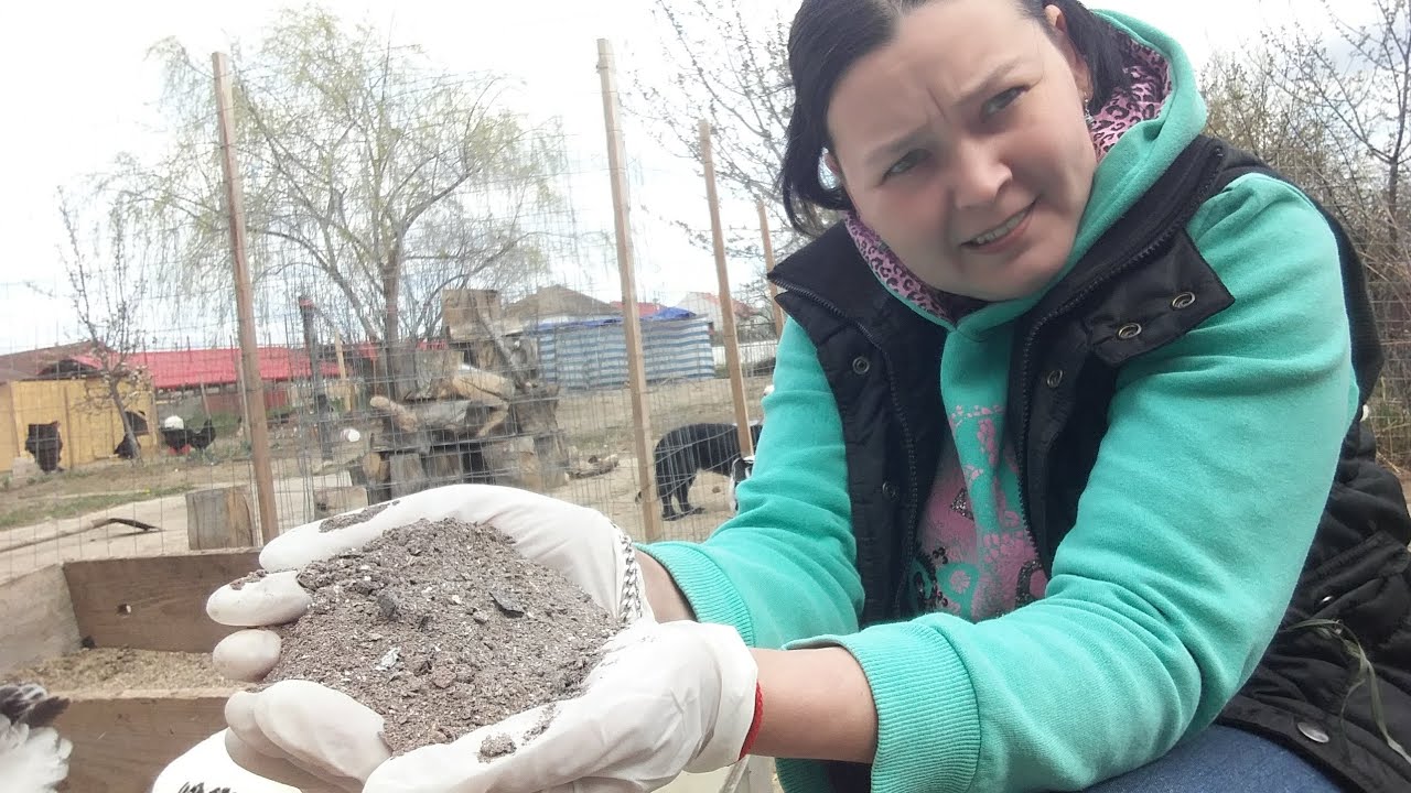 Cum descoperim si tratăm Păduchi la Găini (Tratament/varianta Bio)