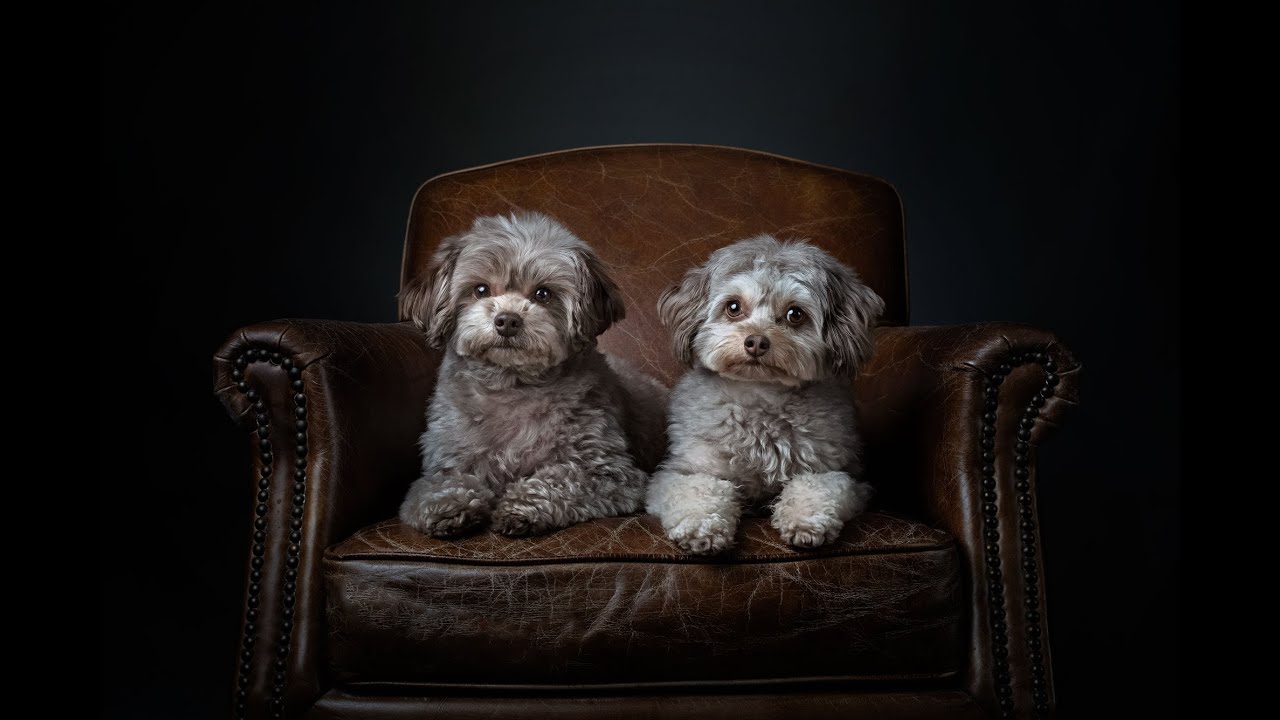 How to get started and use Fur Babies in Photoshop to edit dog portrait