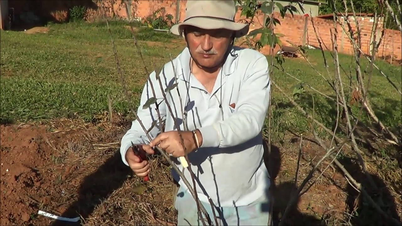 599 ) – 2° PARTE DA PODA DA MACIEIRA EM BOITUVA –CANTINHO DO ANDRE REBOLO   SP    160b