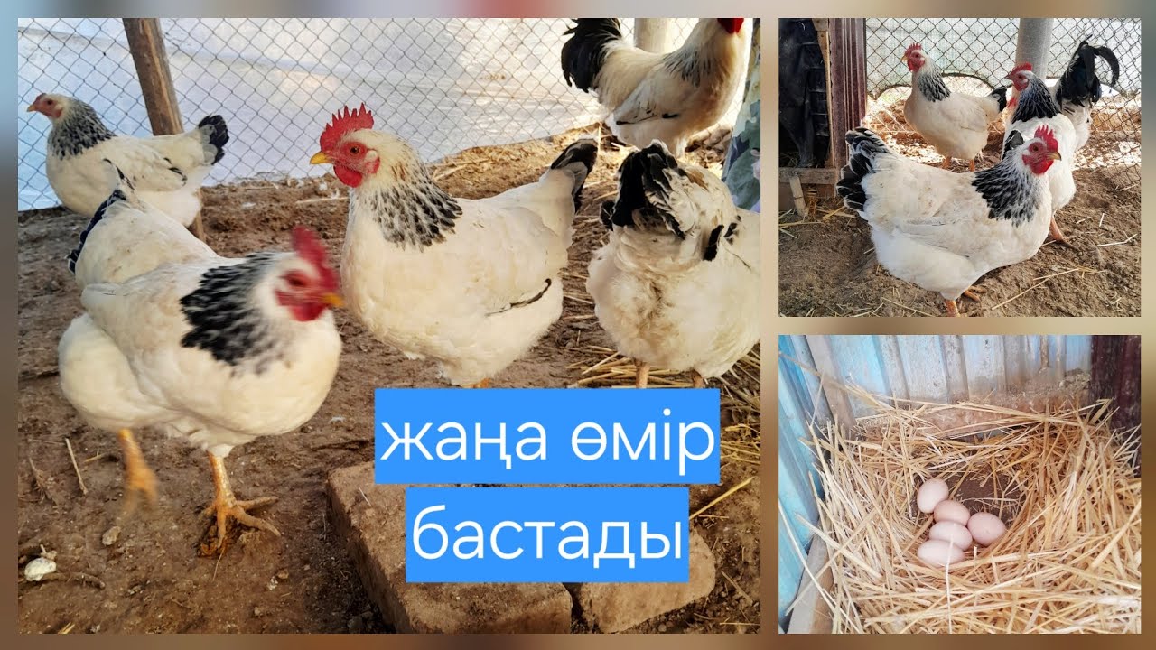 Тауықтар қаитадан жұмыртқа бере бастады