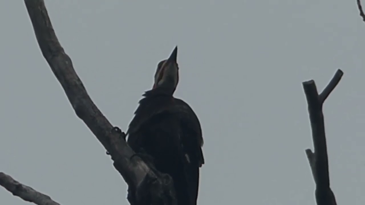swallows, blackbirds, and other songbirds (HD)