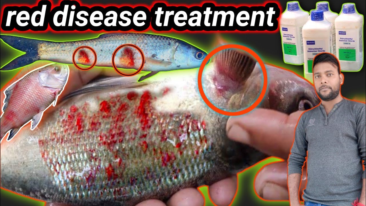 skin infection fish treatment | fish red disease treatment | very good medicine for fish |sokrena-ws