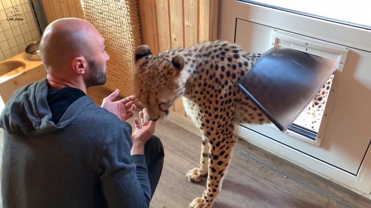 Новые успехи Герды. Умный гепард!