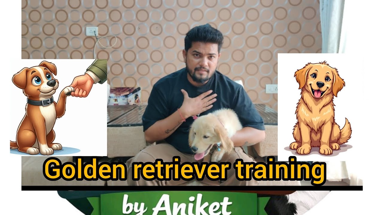 देखो मेरा छोटा गोल्डन कैसे स्मार्ट बन गया 😍 अब जानता है 5 कमांड्स! 🐶💛 #PuppyLove #SmartDog
