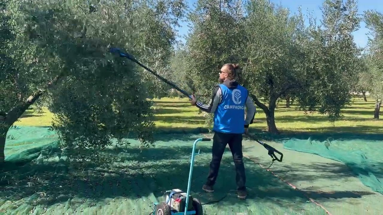 Tresač maslina Campagnola Master | 2025