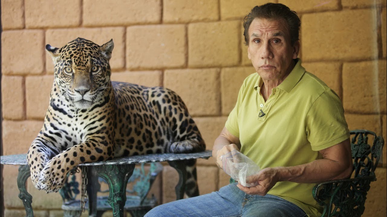 Preposterous Pets: The Jaguar That Goes For A Walk In The Park
