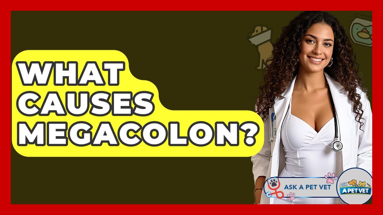 What Causes Megacolon? - Ask A Pet Vet